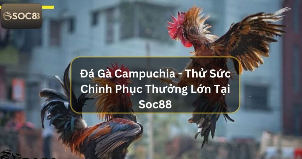 Đá Gà Campuchia - Thử Sức Chinh Phục Thưởng Lớn Tại Soc88