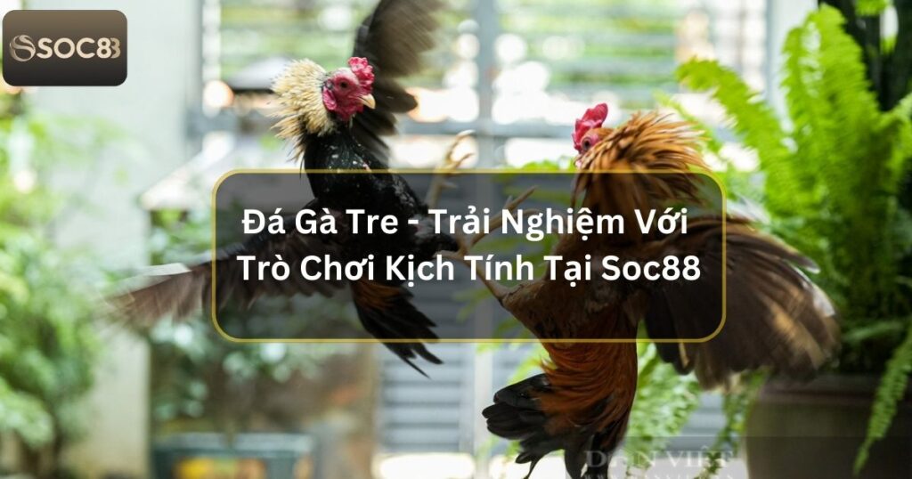 Đá Gà Tre - Trải Nghiệm Với Trò Chơi Kịch Tính Tại Soc88