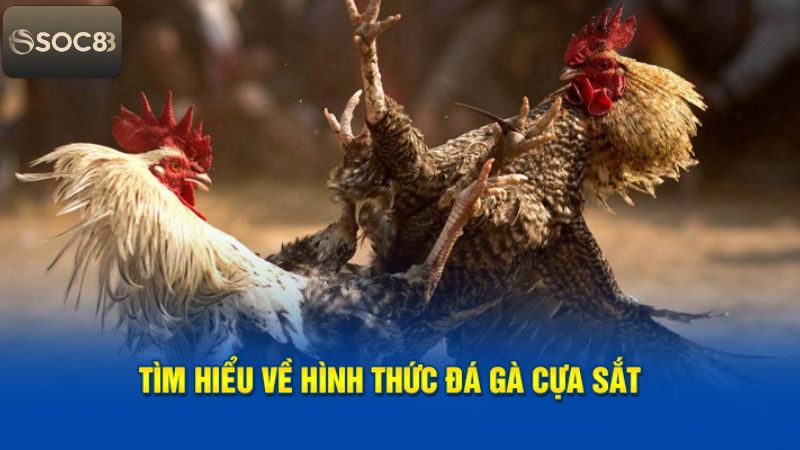 Tìm hiểu về hình thức chọi kê cựa sắt