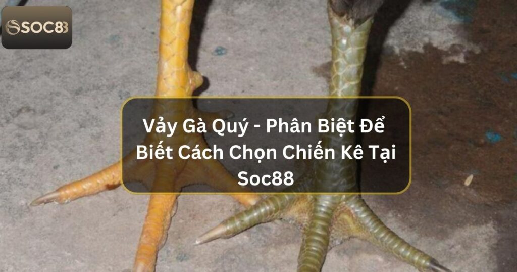 Vảy Gà Quý - Phân Biệt Để Biết Cách Chọn Chiến Kê Tại Soc88